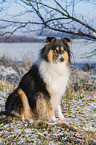 Collie in Winter