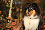 young Collie