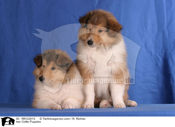 two Collie Puppies / RR-02810