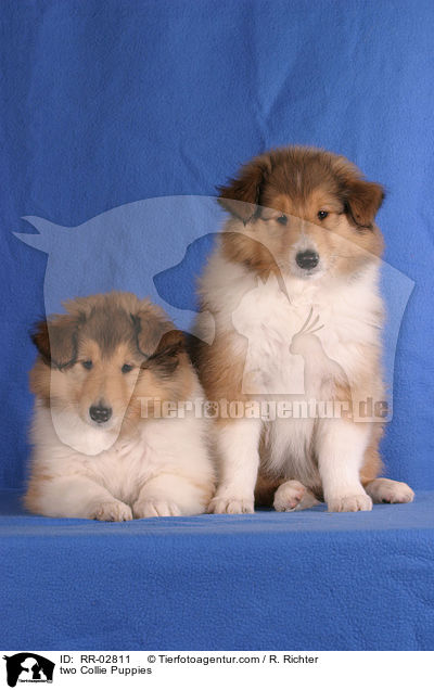 two Collie Puppies / RR-02811