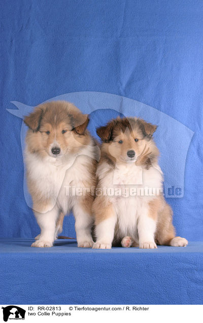 two Collie Puppies / RR-02813