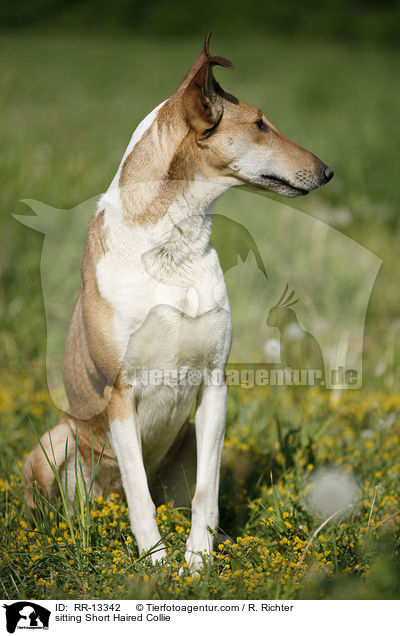 sitting Short Haired Collie / RR-13342