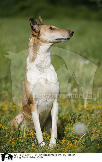 sitting Short Haired Collie / RR-13344