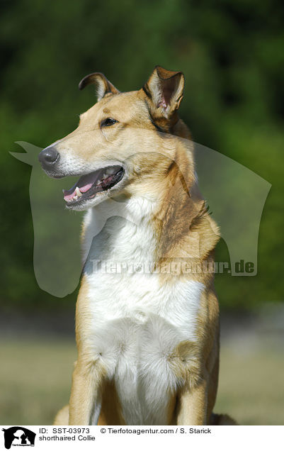 shorthaired Collie / SST-03973