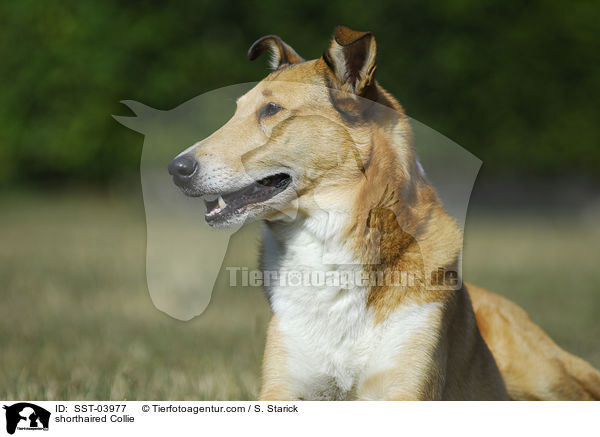 shorthaired Collie / SST-03977