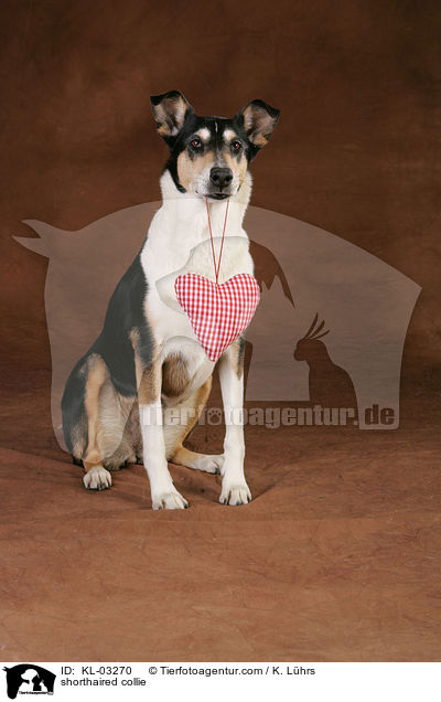 shorthaired collie / KL-03270
