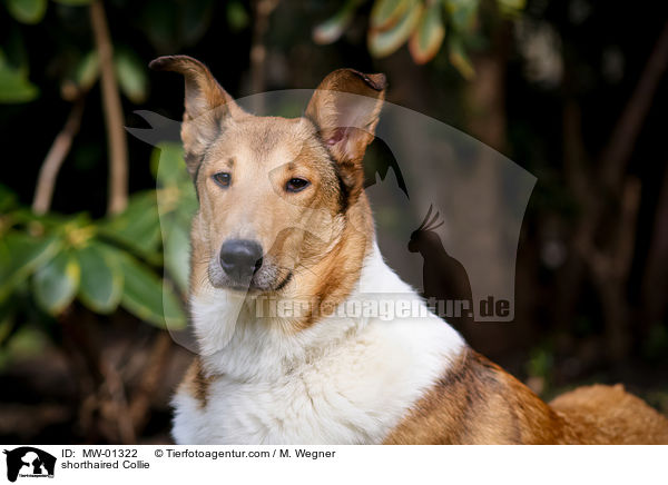 shorthaired Collie / MW-01322