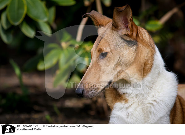 shorthaired Collie / MW-01323
