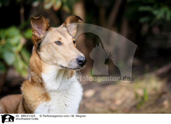 shorthaired Collie / MW-01325