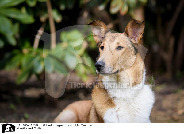 shorthaired Collie / MW-01326