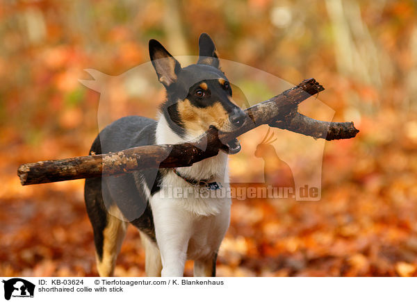 shorthaired collie with stick / KB-03624