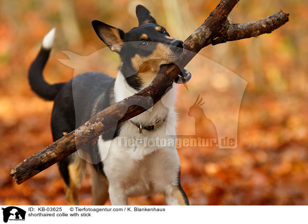 shorthaired collie with stick / KB-03625