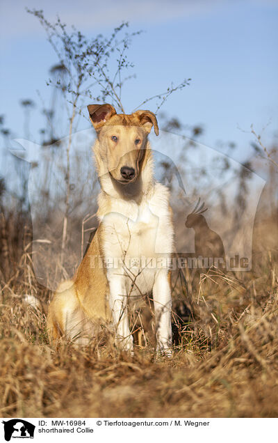 shorthaired Collie / MW-16984