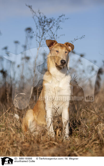 shorthaired Collie / MW-16986