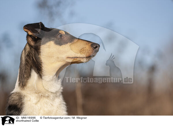 shorthaired Collie / MW-16996