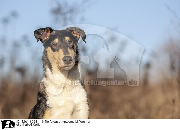 shorthaired Collie / MW-16998