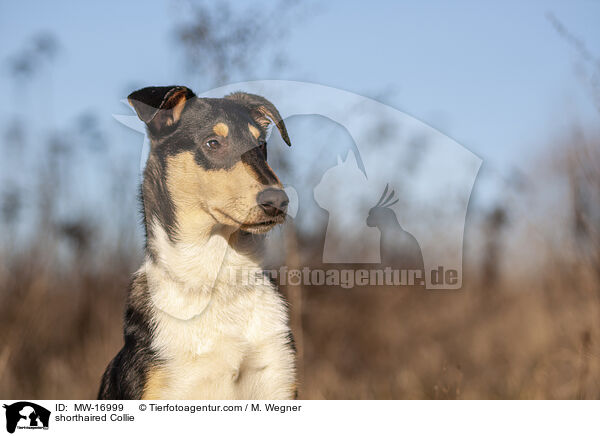 shorthaired Collie / MW-16999
