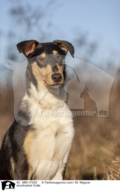 shorthaired Collie / MW-17000