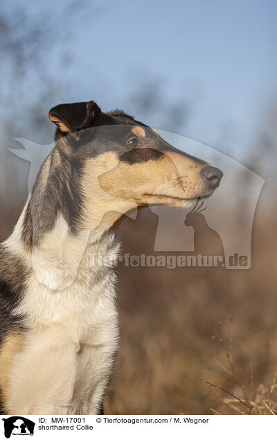 shorthaired Collie / MW-17001