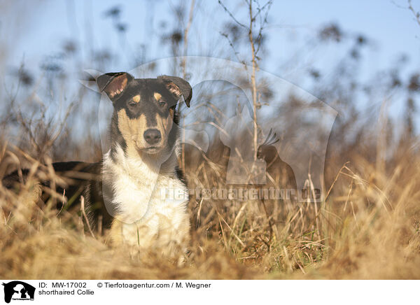 shorthaired Collie / MW-17002