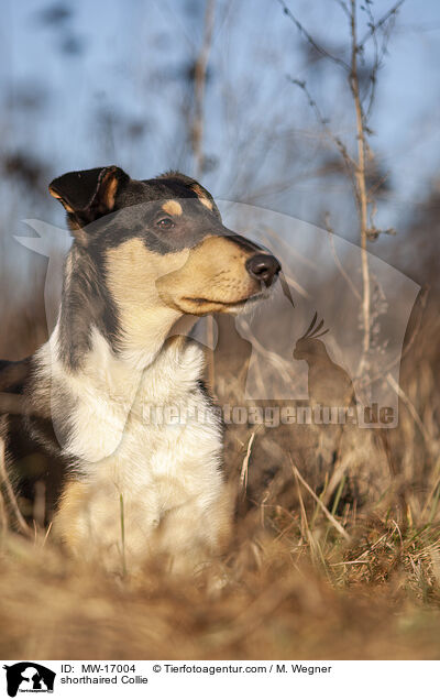 shorthaired Collie / MW-17004