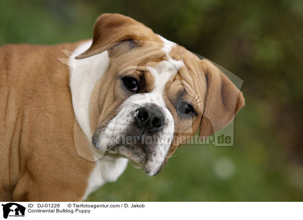 Continental Bulldog Puppy / DJ-01226