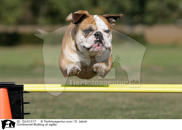 Continental Bulldog at agility / DJ-01317