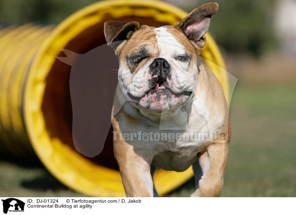Continental Bulldog at agility / DJ-01324