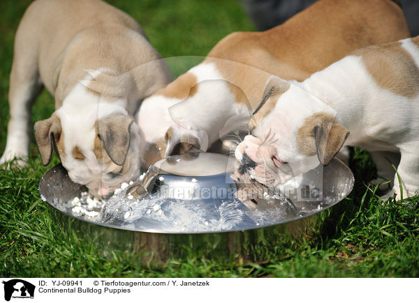 Continental Bulldog Puppies / YJ-09941
