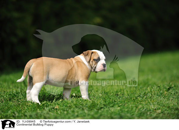 Continental Bulldog Puppy / YJ-09945