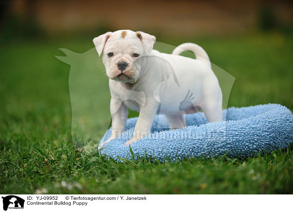 Continental Bulldog Puppy / YJ-09952
