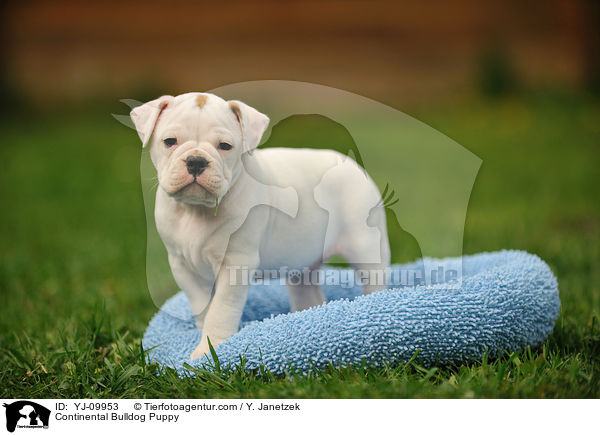 Continental Bulldog Puppy / YJ-09953