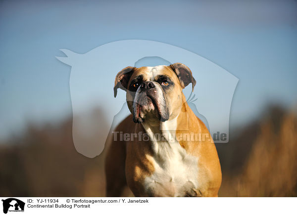 Continental Bulldog Portrait / YJ-11934