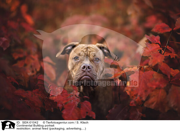 Continental Bulldog portrait / SEK-01042