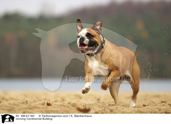 running Continental Bulldog / KB-01180