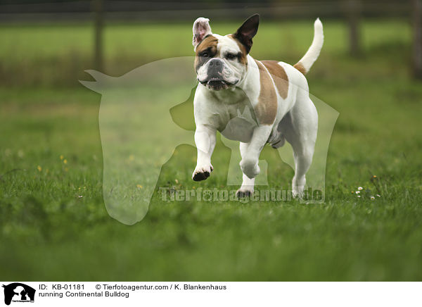running Continental Bulldog / KB-01181