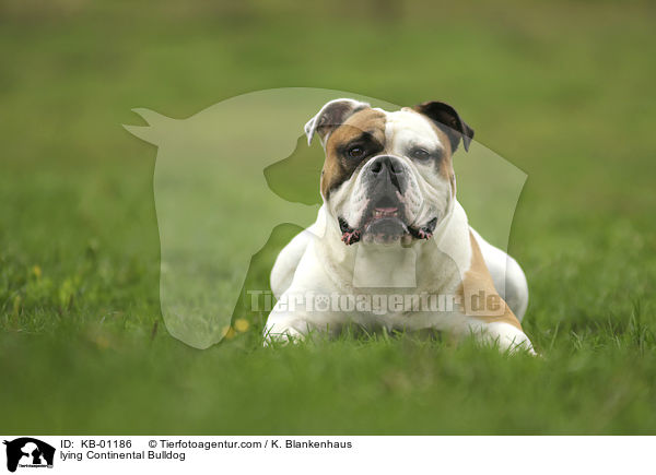 lying Continental Bulldog / KB-01186