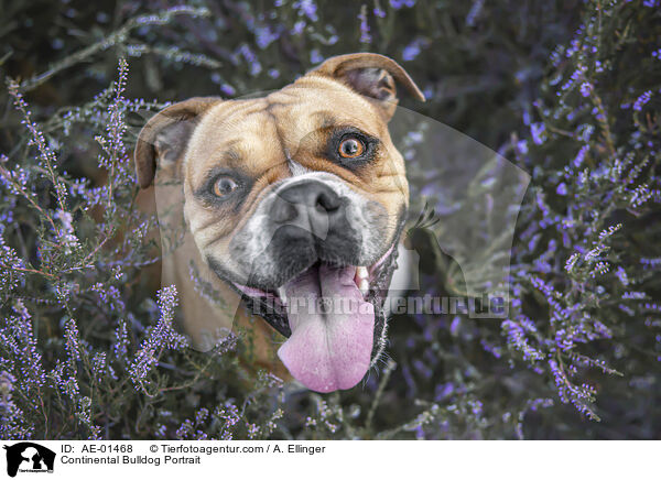 Continental Bulldog Portrait / AE-01468