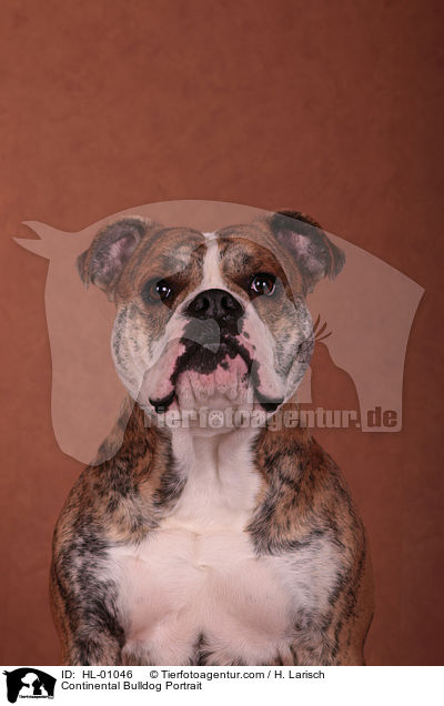 Continental Bulldog Portrait / HL-01046