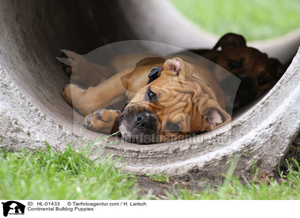 Continental Bulldog Puppies / HL-01433