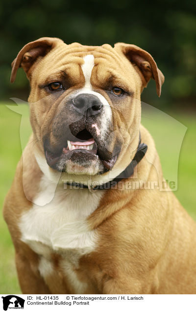 Continental Bulldog Portrait / HL-01435