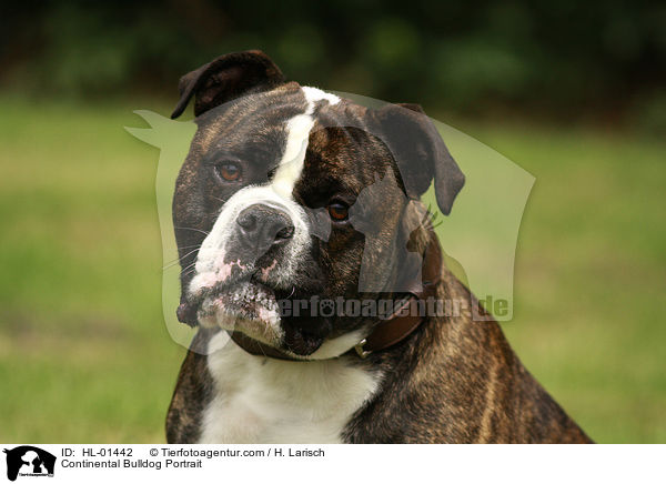 Continental Bulldog Portrait / HL-01442