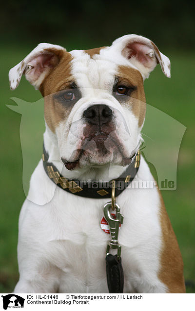 Continental Bulldog Portrait / HL-01446