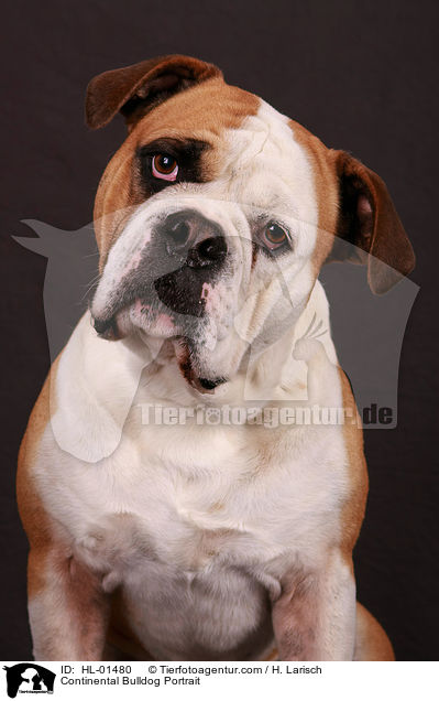 Continental Bulldog Portrait / HL-01480
