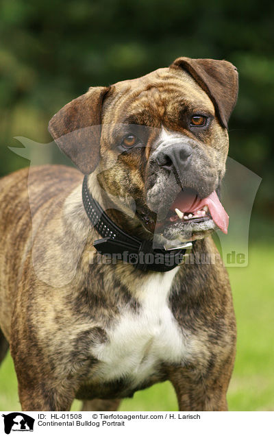 Continental Bulldog Portrait / HL-01508