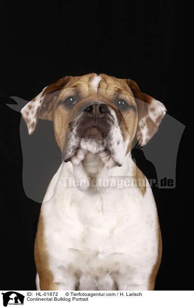 Continental Bulldog Portrait / HL-01872
