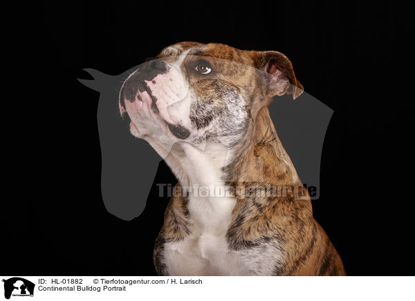 Continental Bulldog Portrait / HL-01882