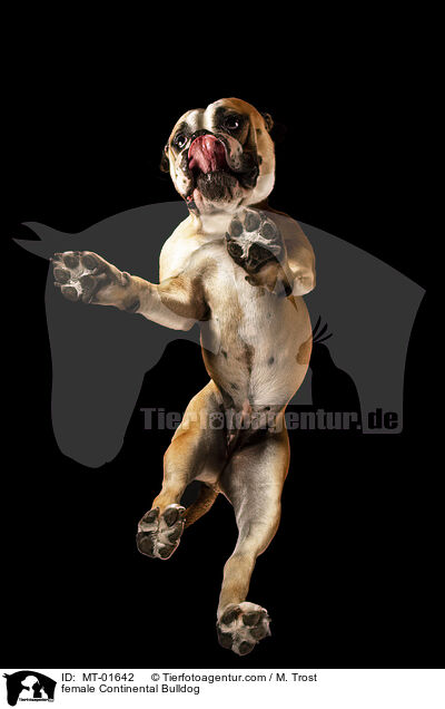 female Continental Bulldog / MT-01642