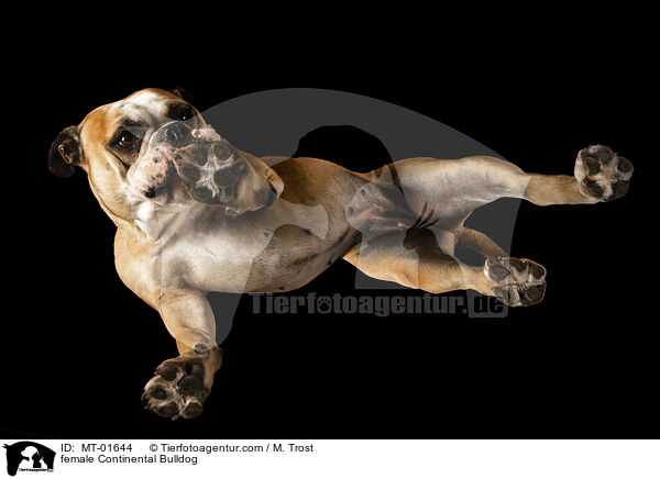 female Continental Bulldog / MT-01644
