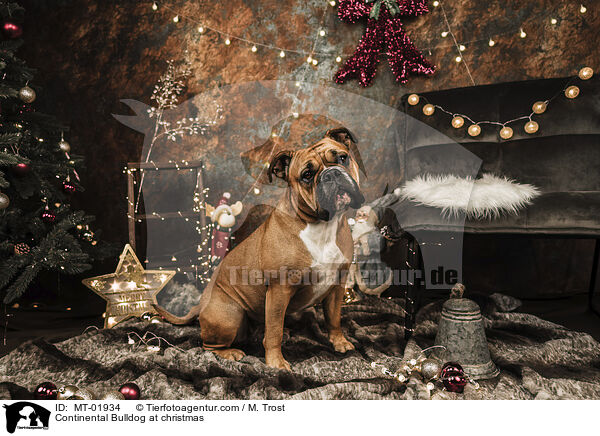 Continental Bulldog at christmas / MT-01934